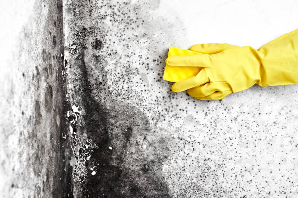 Best Mold Removal Company Near Me  in Menomonie, WI