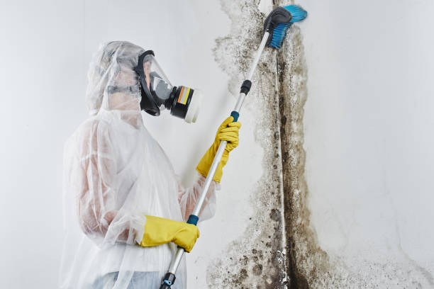 Best Toxic Mold Removal  in Menomonie, WI