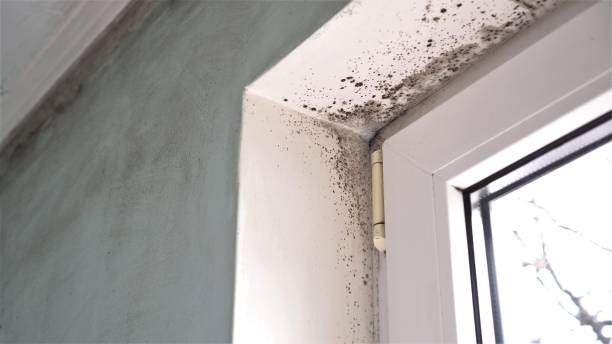 Mold Removal Process in Menomonie, WI