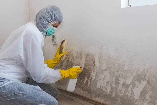 Best Mold Testing  in Menomonie, WI