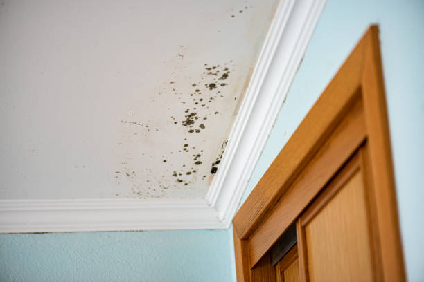 Best Black Mold Removal  in Menomonie, WI