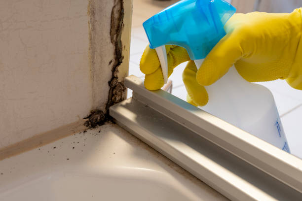 Professional Mold Removal in Menomonie, WI