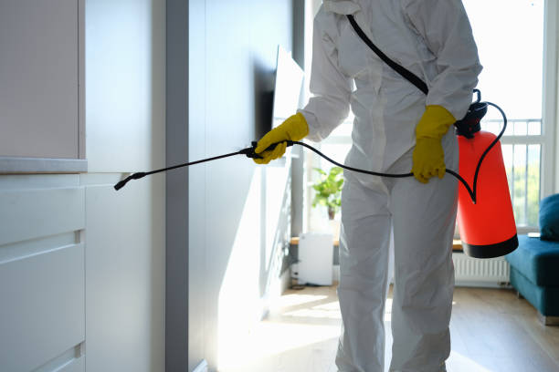 Best Fast Mold Removal  in Menomonie, WI