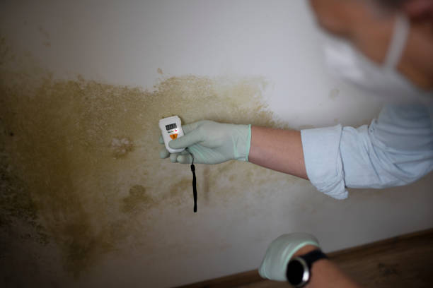 Best Mold Removal Company Near Me  in Menomonie, WI