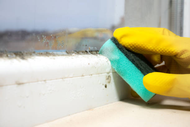 Best Water Damage Restoration  in Menomonie, WI