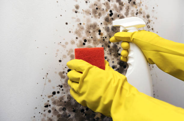 Best Affordable Mold Removal  in Menomonie, WI