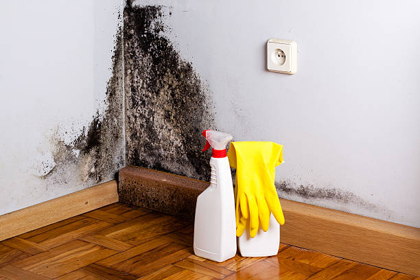 Best Mold Damage Repair  in Menomonie, WI