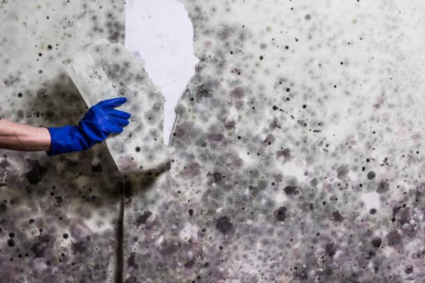 Best Affordable Mold Removal  in Menomonie, WI