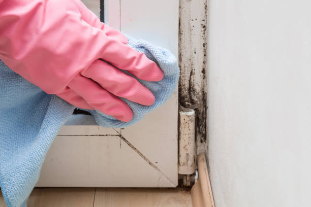 Certified Mold Removal in Menomonie, WI