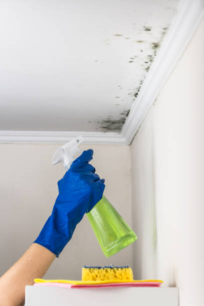 Trusted Menomonie, WI Mold Removal Experts