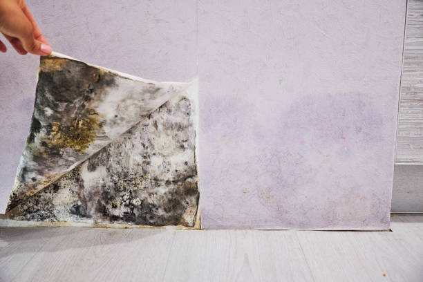 Best Attic Mold Removal  in Menomonie, WI